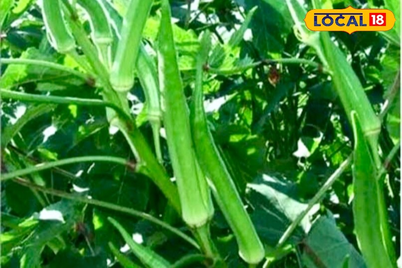 आगे कहा कि भिंडी के बीज बोने से पहले 6 से 12 घंटे पानी में भिगो दें, इससे अंकुरण अच्छा होता है. बीजों को 1–2 इंच गहराई में बोएं और हर बीज के बीच 3–4 इंच की दूरी रखें. 