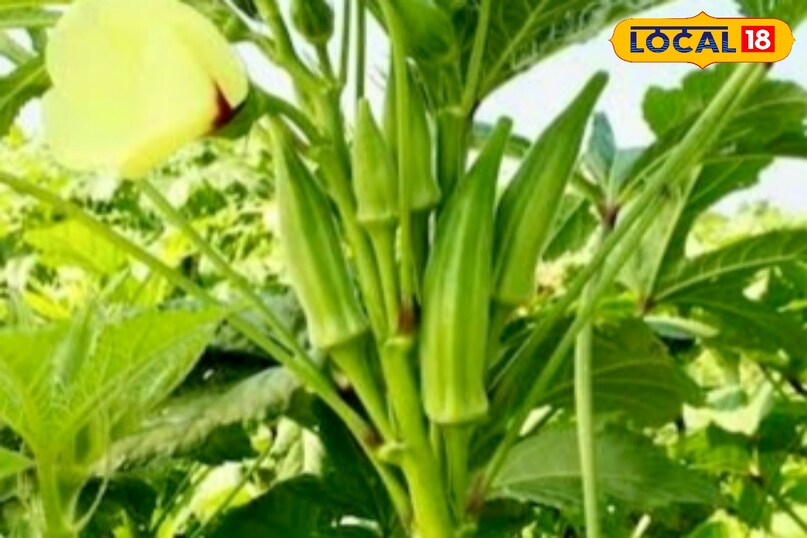 उन्होंने कहा कि बीज बोने के लगभग 40–50 दिनों में पौधों पर फूल और भिंडी आने लगती है. भिंडी को समय पर तोड़ते रहें, इससे पौधा अधिक फल देता है और उत्पादन बढ़ता है. 