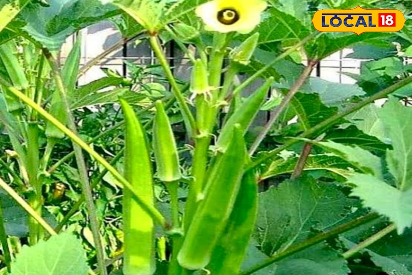 उन्होंने कहा कि समय-समय पर सूखी पत्तियां हटाते रहें और सप्ताह में एक बार जैविक खाद डाल सकते हैं. कीटों से बचाव के लिए नीम का घोल या घरेलू जैविक उपाय अपनाएं. 