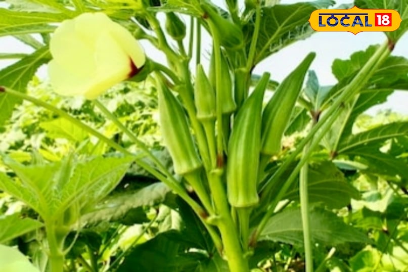 उन्होंने कहा कि भिंडी के पौधों को रोज़ाना 6–8 घंटे हल्की धूप की जरूरत होती है. मिट्टी को हमेशा हल्का नम रखें, लेकिन ध्यान रखें कि गमले में पानी जमा न हो, वरना जड़ें खराब हो सकती हैं.