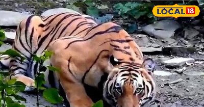 भोजन की तलाश में जंगली जानवर आबादी तक पहुंच रहे हैं