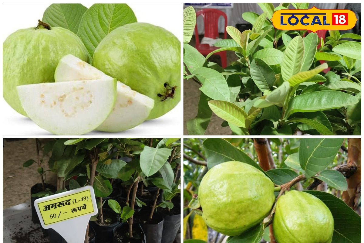 सिर्फ 50 रुपये का पौधा, साल में दो बार फल; किसानों की पसंद बनी अमरूद की ये वैरायटी