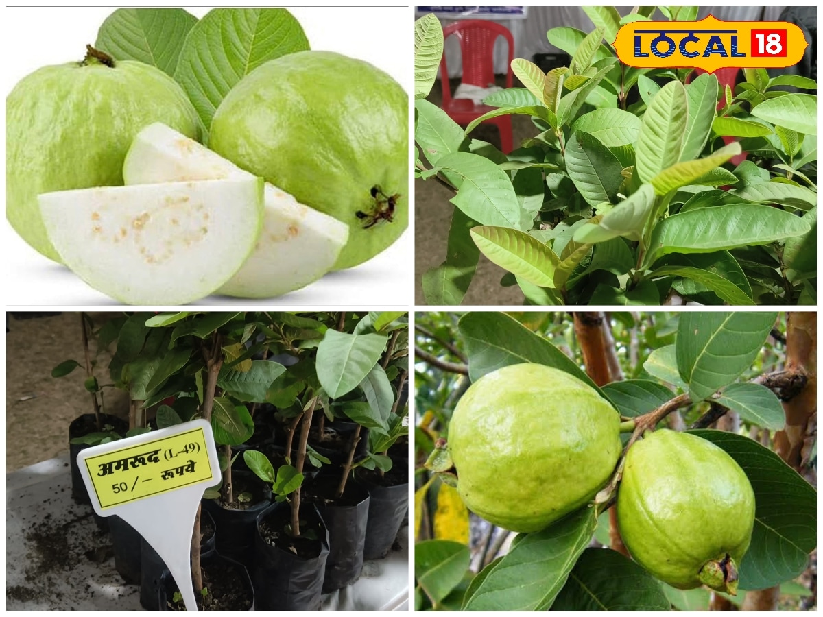अब छत पर भी लहलहाएगा अमरूद एल-49 किस्म से गार्डनिंग और खेती दोनों में फायदा एक्सपर्ट से समझें