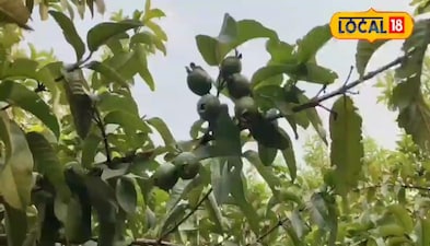 कम खर्चे में कर सकते हैं अमरूद की बागवानी 