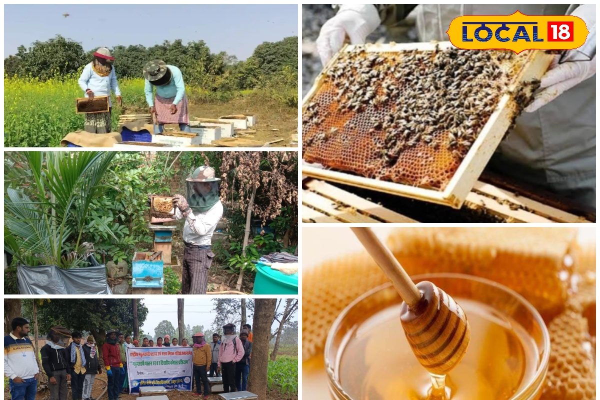 दो बक्सों से लाखों की कमाई! मधुमक्खी पालन से बंपर मुनाफा कमा रहा ये छत्तीसगढ़ी किसान, जानें फार्मूला