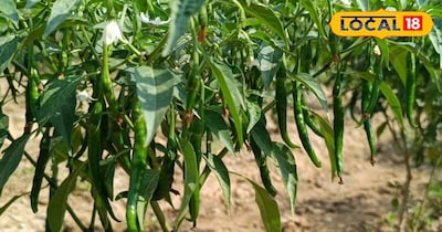 धौलपुर का किसान करता है देसी हरी मिर्च की खेती