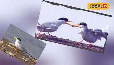 रिवर टर्न 