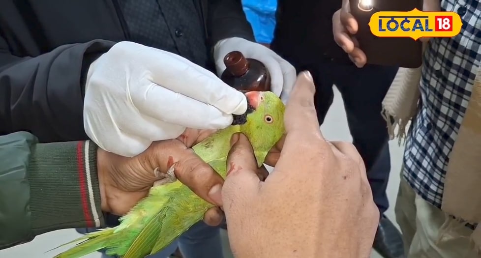 प्लीज बचा लीजिए... घायल तोते को अस्पताल लेकर पहुंचा युवक, भावुक हुए डॉक्टर और नर्सिंग स्टाफ