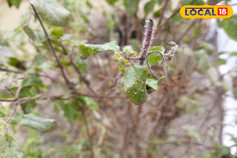 कोहरा पढ़ने से बीमारी