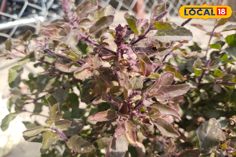 सफेद कीड़े भी लग रहे