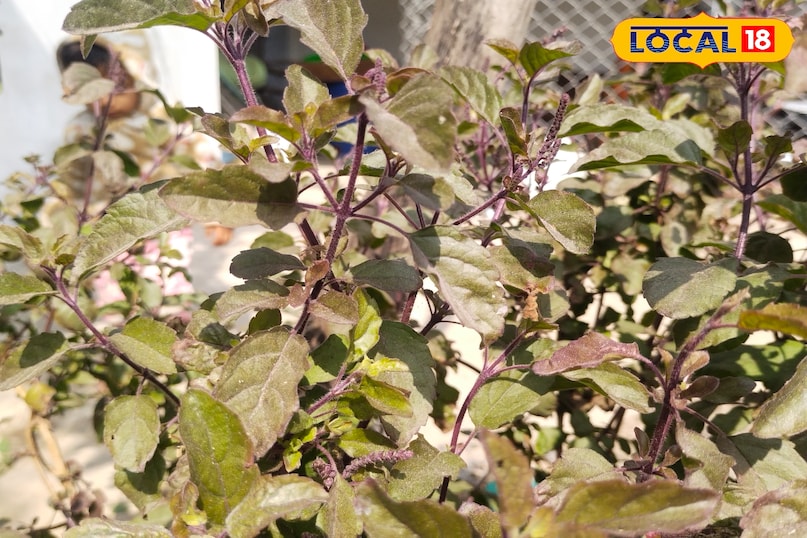 हर अगर में लगी होती तुलसी