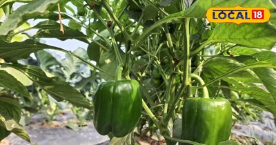 शिमला मिर्च की खेती 