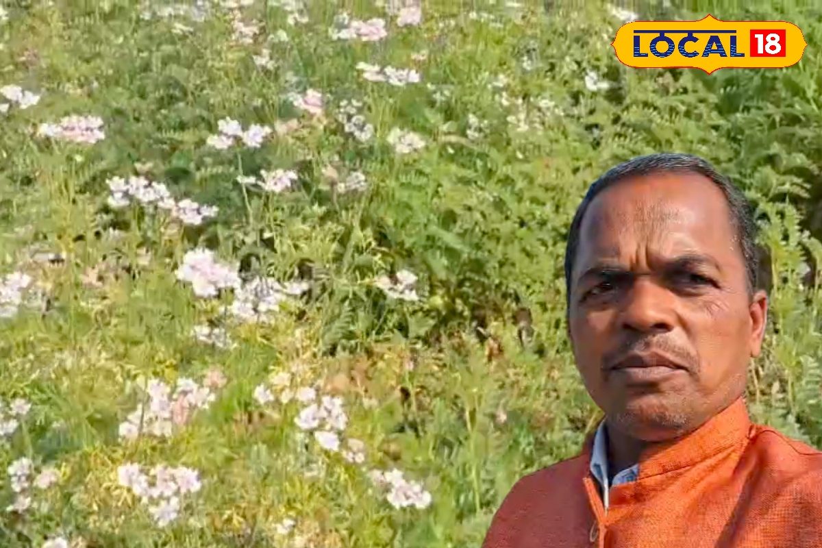 मालामाल कर देगी चने और फल वाले धनिया की मिश्रित खेती, ये रहा सफल प्रयोग का सीक्रेट