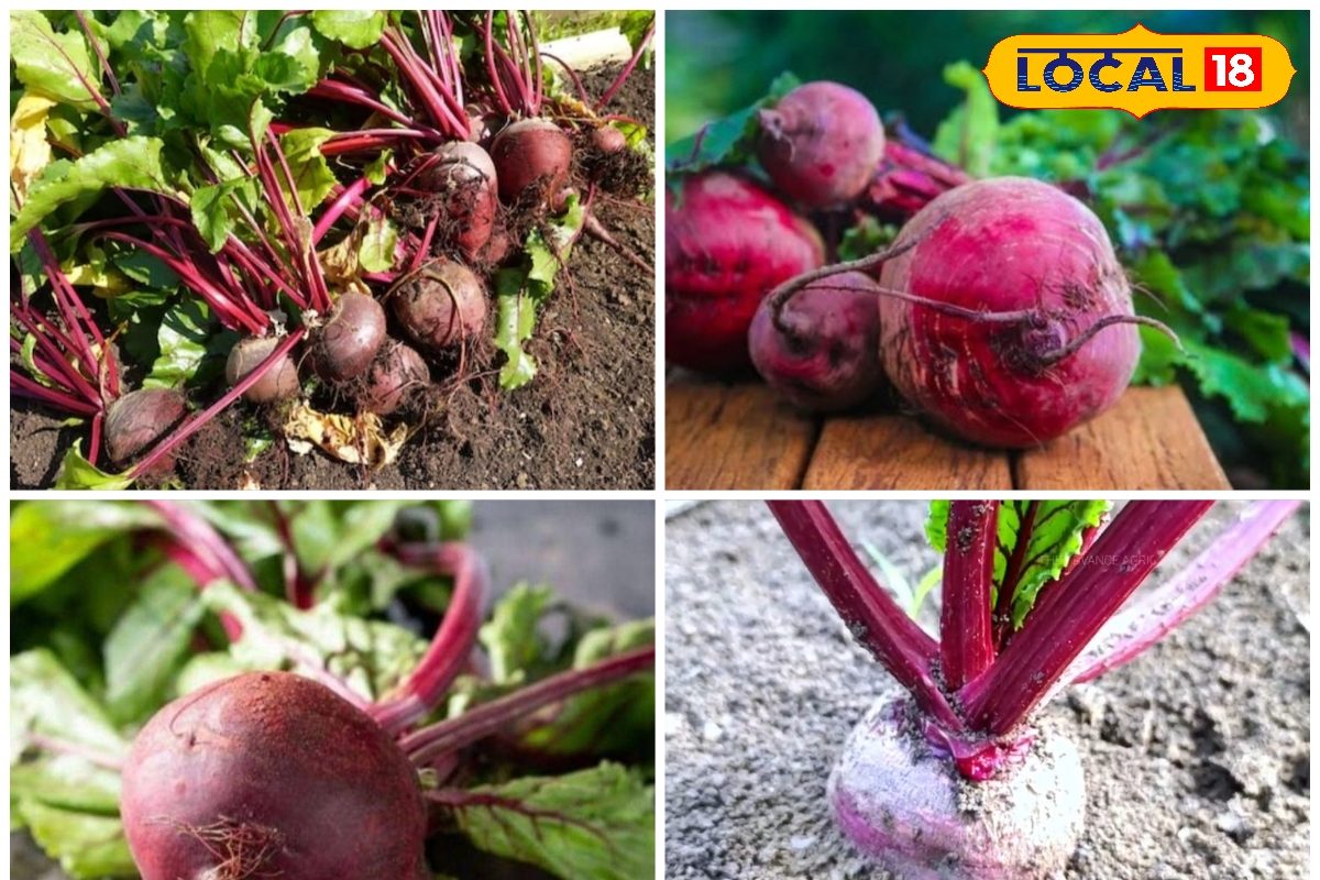 45 दिन में खुदाई 250 क्विंटल उपज इस लाल चीज की खेती से किसान बनेंगे मालामाल एक्ससर्ट से समझें फॉर्मूला