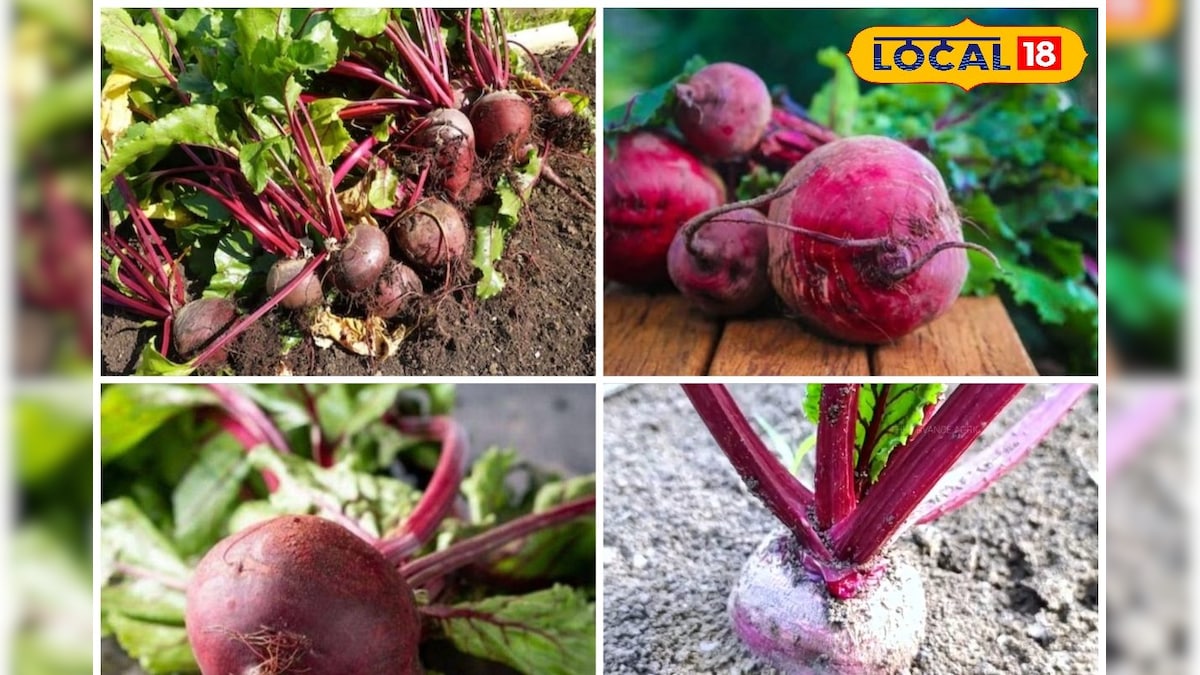 45 दिन में खुदाई, 250 क्विंटल उपज, इस लाल चीज की खेती से किसान बनेंगे मालामाल, एक्ससर्ट से समझें फॉर्मूला