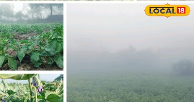 पाले से सब्जियां होती ख़राब 