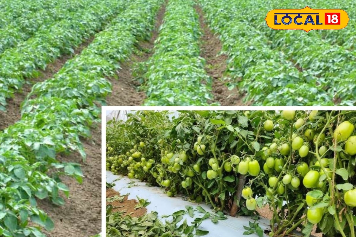 कोहरे और ठंड ने बढ़ाई किसानों की चिंता आलू–टमाटर में झुलसा रोग फैलने का खतरा देखें वीडियो!