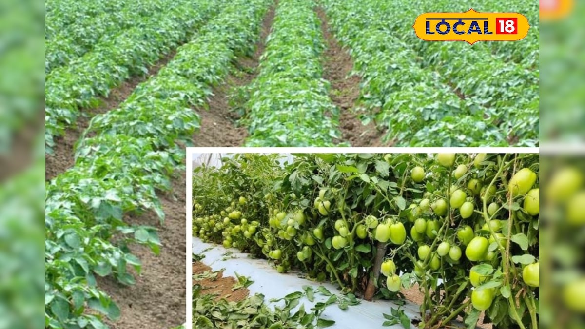 कोहरे और ठंड ने बढ़ाई किसानों की चिंता, आलू–टमाटर में झुलसा रोग फैलने का खतरा, देखें वीडियो!