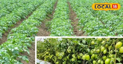आलू टमाटर की खेती 