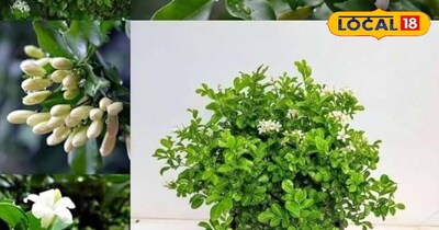 मधुकामिनी पौधा 