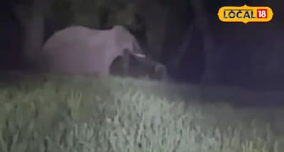 हाथियों ने मचाया खेतों में उत्पात.