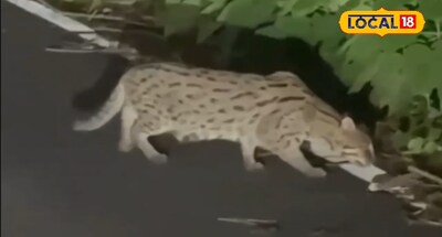 पीलीभीत में विचरण करती फिशिंग कैट.