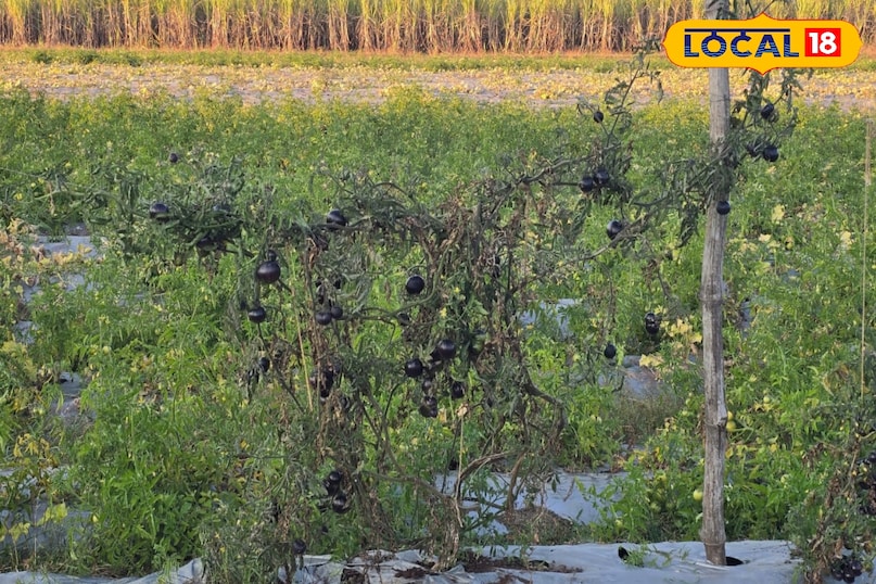 ब्लैक टोमेटो में कई तरह के पोषक तत्व पाए जाते हैं. ऐसे में ब्लैक टोमेटो को सुपर फूड की कैटेगरी में रखा गया है. इसमें विटामिन ए, सी, के तो पाया ही जाता है. साथ ही इसमें फाइबर पाए जाते हैं, जो पाचन शक्ति को मजबूत बनाता है. इसके अलावा आयरन और पोटेशियम जैसे खनिज पाए जाते हैं, जो हमारे शरीर के लिए फायदेमंद है. ब्लैक टोमेटो में कई तरह के पोषक तत्व पाए जाते हैं. ऐसे में ब्लैक टोमेटो को सुपर फूड की कैटेगरी में रखा गया है. इसमें विटामिन ए, सी, के तो पाया ही जाता है. साथ ही इसमें फाइबर पाए जाते हैं, जो पाचन शक्ति को मजबूत बनाता है. इसके अलावा आयरन और पोटेशियम जैसे खनिज पाए जाते हैं, जो हमारे शरीर के लिए फायदेमंद है.