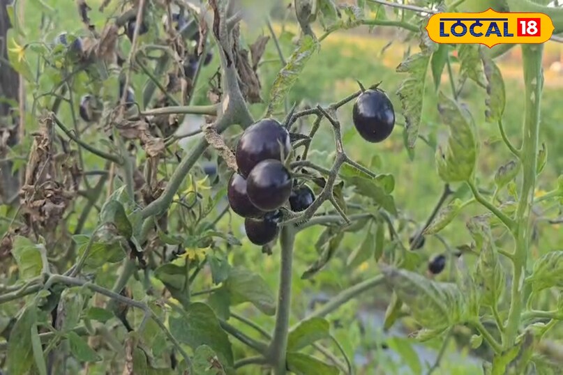 काले टमाटर त्वचा और आंखों के लिए फायदेमंद है. वहीं, वजन घटाने में मदद करता है. दरअसल, इसमें विटामिन ए और सी पर्याप्त मात्रा में पाया जाता है, जो आंखों के लिए फायदेमंद है. वहीं, कम कैलोरी होने और फाइबर मात्रा के कारण भूख को कंट्रोल करने में मदद करता है. स्किन की चमक बढ़ाने और झुर्रियों को कम करने में मदद करता है. काले टमाटर त्वचा और आंखों के लिए फायदेमंद है. वहीं, वजन घटाने में मदद करता है. दरअसल, इसमें विटामिन ए और सी पर्याप्त मात्रा में पाया जाता है, जो आंखों के लिए फायदेमंद है. वहीं, कम कैलोरी होने और फाइबर मात्रा के कारण भूख को कंट्रोल करने में मदद करता है. स्किन की चमक बढ़ाने और झुर्रियों को कम करने में मदद करता है.