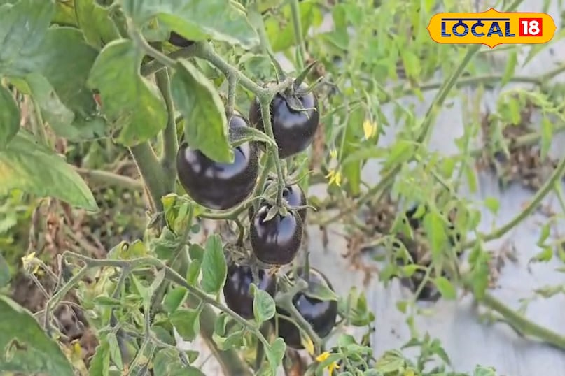 काले टमाटर में एंटीऑक्सीडेंट और फेनोलिक कंपाउंड होते हैं, जो कैंसर की कोशिकाओं को बढ़ने से रोकता है. ऐसे में ब्लैक टोमेटो को एंटी कैंसर माना जाता है. काले टमाटर में एंटीऑक्सीडेंट और फेनोलिक कंपाउंड होते हैं, जो कैंसर की कोशिकाओं को बढ़ने से रोकता है. ऐसे में ब्लैक टोमेटो को एंटी कैंसर माना जाता है.