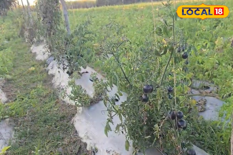 काले टमाटर में मूत्रवर्धक गुण होते है, जो बॉडी को डिटॉक्स करने में मदद करता है. यानी की आप शरीर से विषाक्त पदार्थों को बाहर निकालने में मदद करता है. काले टमाटर में मूत्रवर्धक गुण होते है, जो बॉडी को डिटॉक्स करने में मदद करता है. यानी की आप शरीर से विषाक्त पदार्थों को बाहर निकालने में मदद करता है.