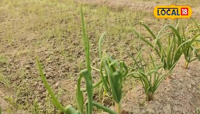 एक प्याज का वजन 200 ग्राम से भी होता है अधिक