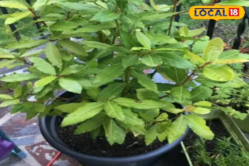 तेजपत्ता का पौधा