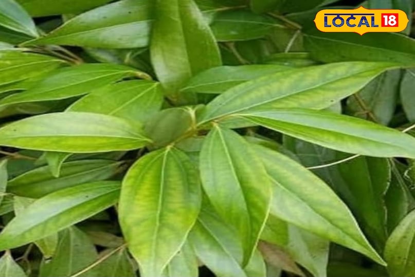 तेज पत्ता का पौधा