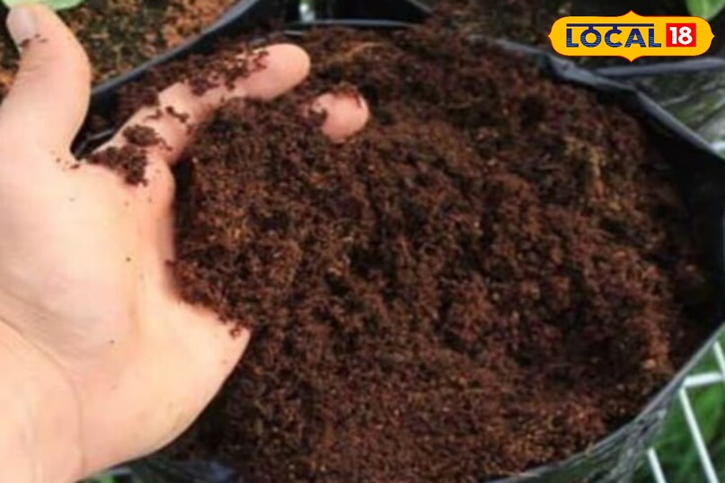 तेजपत्ता का पौधा