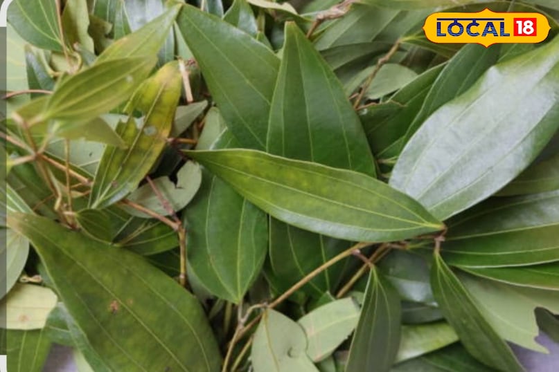 तेजपत्ता का पौधा