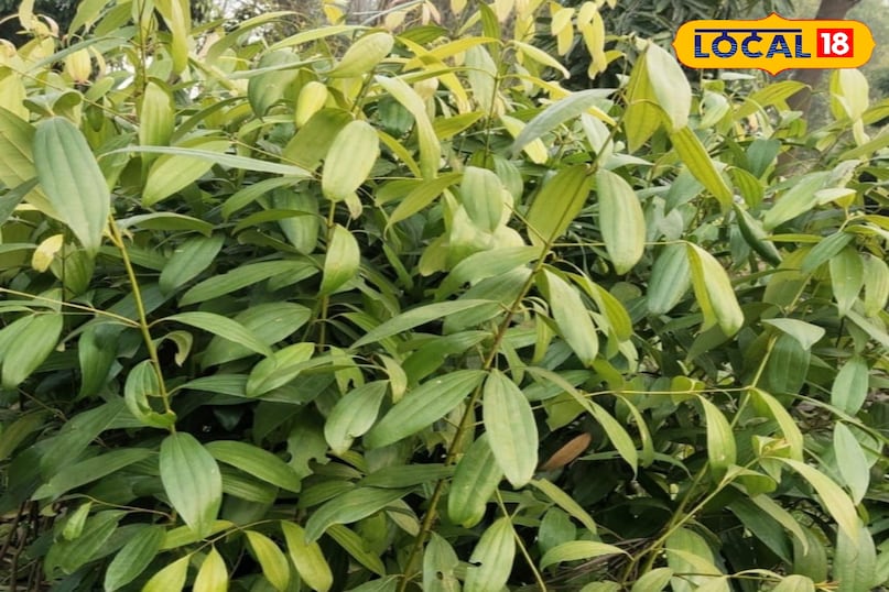 तेजपत्ता का पौधा