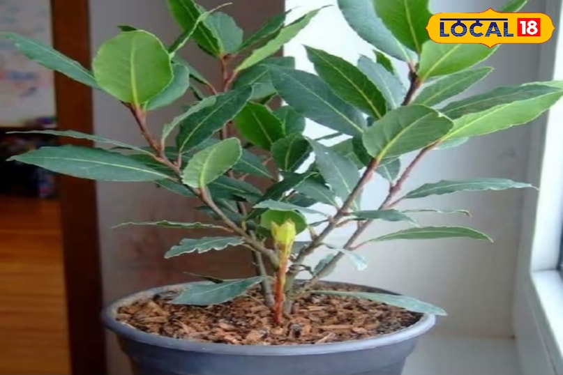 तेजपत्ता का पौधा