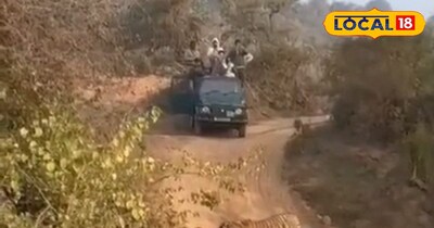 सरिस्का टाइगर रिजर्व में बाघों की साइटिंग 