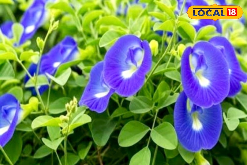 आगे कहा कि अपराजिता के पौधे को तेज ठंडी हवा से दूर रखें. खुले स्थानों में पौधा रखने से ठंडी हवा सीधे लगती है, जिससे नुकसान बढ़ जाता है. दीवार या शेड के पास रखना बेहतर होता है.