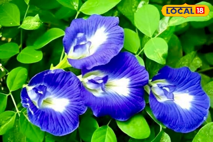 उन्होंने कहा कि सर्दियों में मिट्टी देर तक गीली रहती है, इसलिए ज्यादा पानी देने से जड़ें सड़ सकती हैं. जरूरत के अनुसार ही सिंचाई करें और तभी पानी दें, जब मिट्टी ऊपर से सूखी नजर आए.