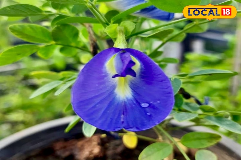 रात के समय ठंड ज्यादा बढ़ जाती है, जो अपराजिता के लिए नुकसानदायक होती है. अगर तापमान बहुत गिर रहा हो, तो गमले को रात में घर के अंदर, बरामदे या किसी सुरक्षित जगह पर ले जाएं. इससे पौधा ठंडी हवा से बचा रहेगा. 