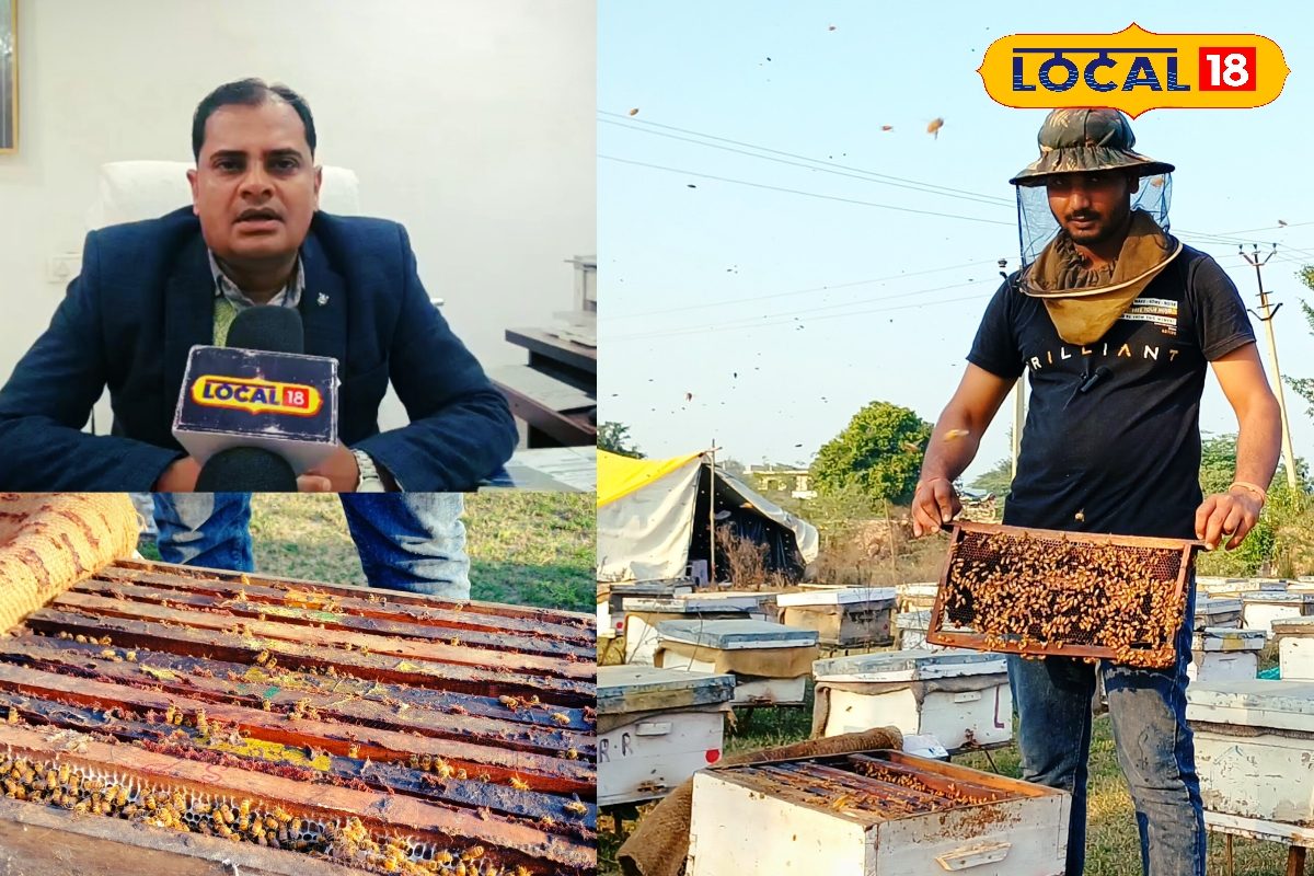 खेती से ज्यादा शहद में होगी मोटी कमाई! भरतपुर बना बी-कीपिंग हब हजारों किसानों की बदली किस्मत
