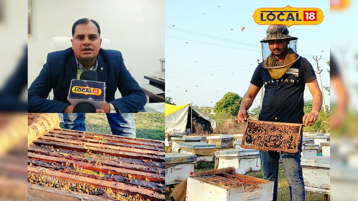 खेती से ज्यादा शहद में होगी मोटी कमाई! भरतपुर बना बी-कीपिंग हब, हजारों किसानों की बदली किस्मत