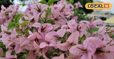 फूल की खेती 