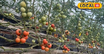 Cold , not break, tomatoes, your easy, formula, cold earning