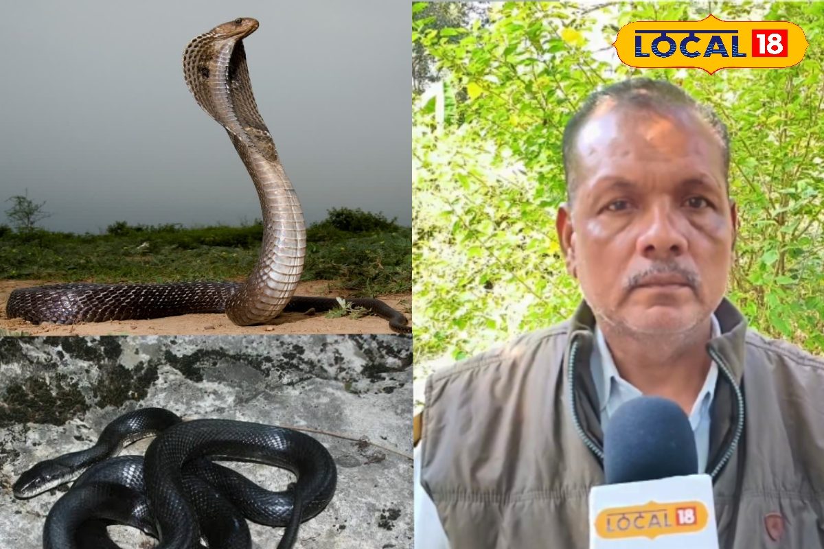 ठंड पड़ते ही कहां गायब हो जाते हैं सांप एक्सपर्ट ने खोला अनूठा रहस्य