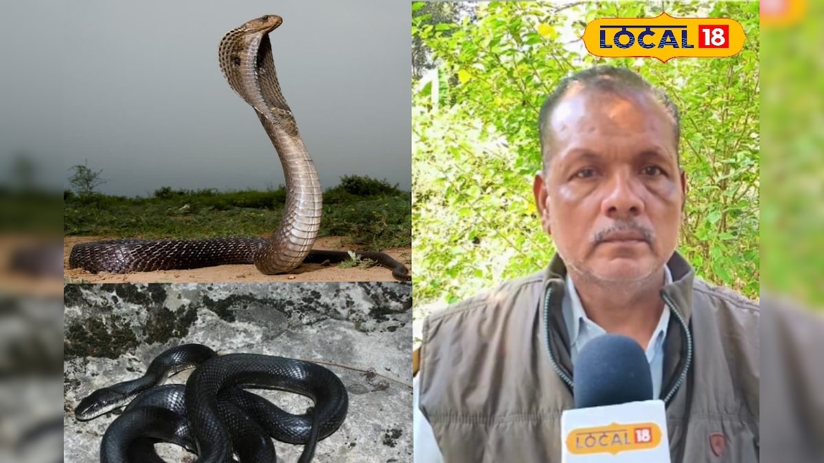 ठंड पड़ते ही कहां गायब हो जाते हैं सांप? एक्सपर्ट ने खोला अनूठा रहस्य