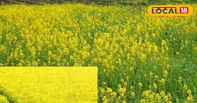 सरसों पर लाही का कहर: बंपर पैदावार के लिए यह दवा है बेहद कारगर, तुरंत करें छिड़काव.
