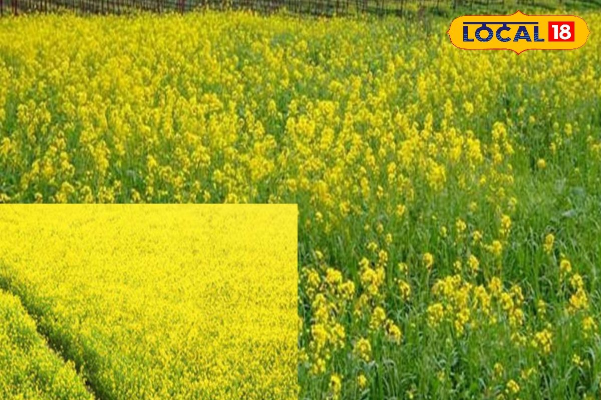 सरसों की फसल पर लाही का कहर  यह दवा है बेहद कारगर इस समय करें छिड़काव बंपर होगी पैदावार
