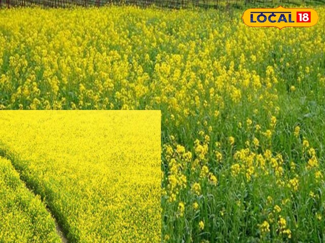 सरसों की फसल पर लाही का कहर, यह दवा है बेहद कारगर, इस समय करें छिड़काव